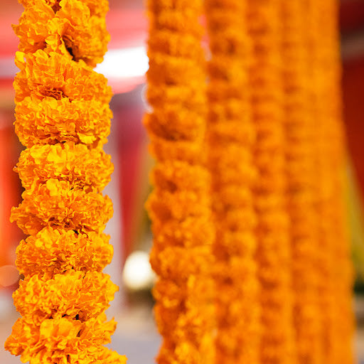Marigold Strings